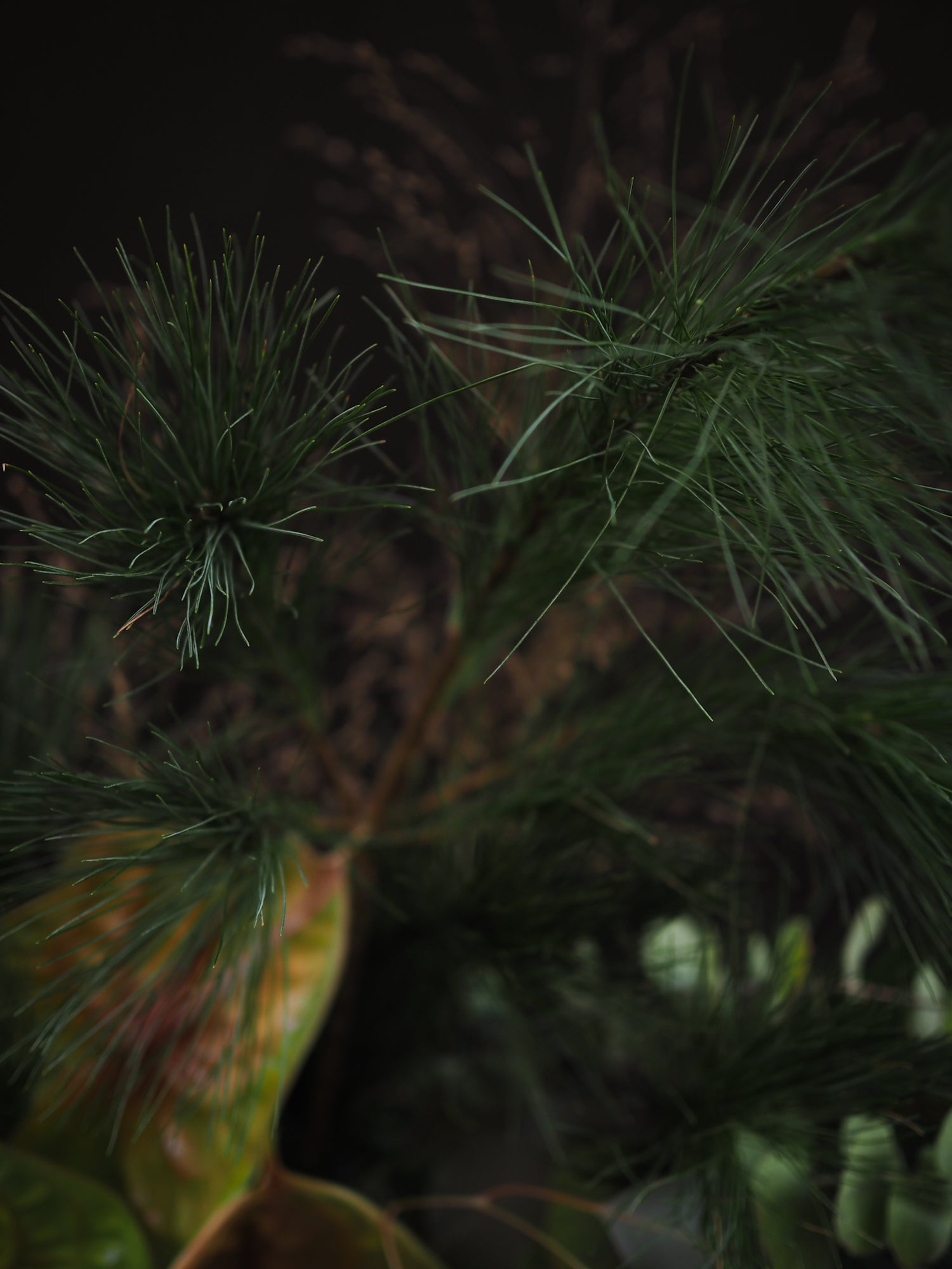 Bouquet Green Christmas